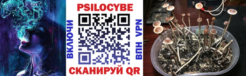 darknet наркотические препараты  Кашира  hydra рабочий сайт  Псилоцибиновые грибы Magic Shrooms  как найти наркотики 